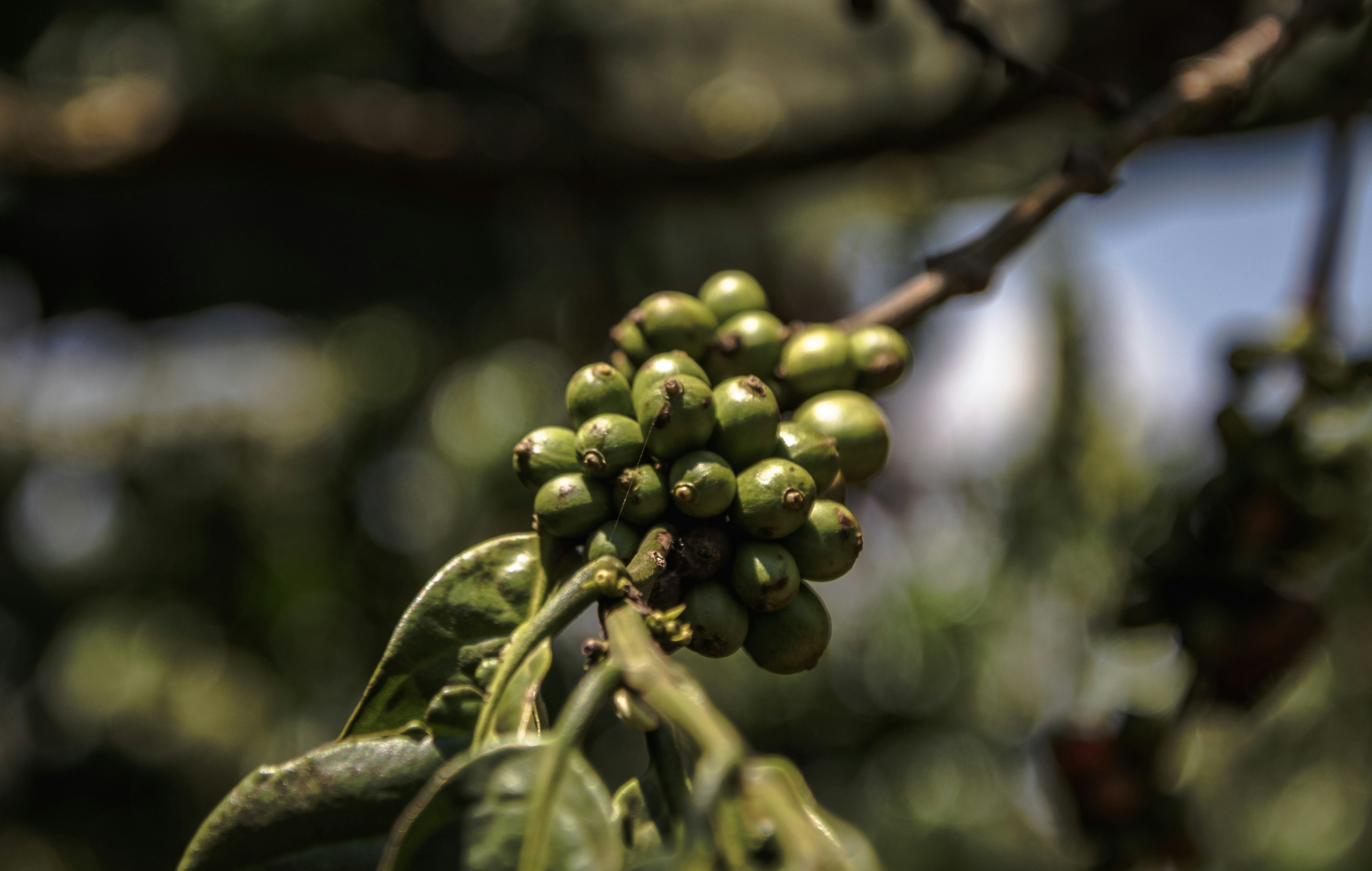 Ripe coffee cherries on the branch