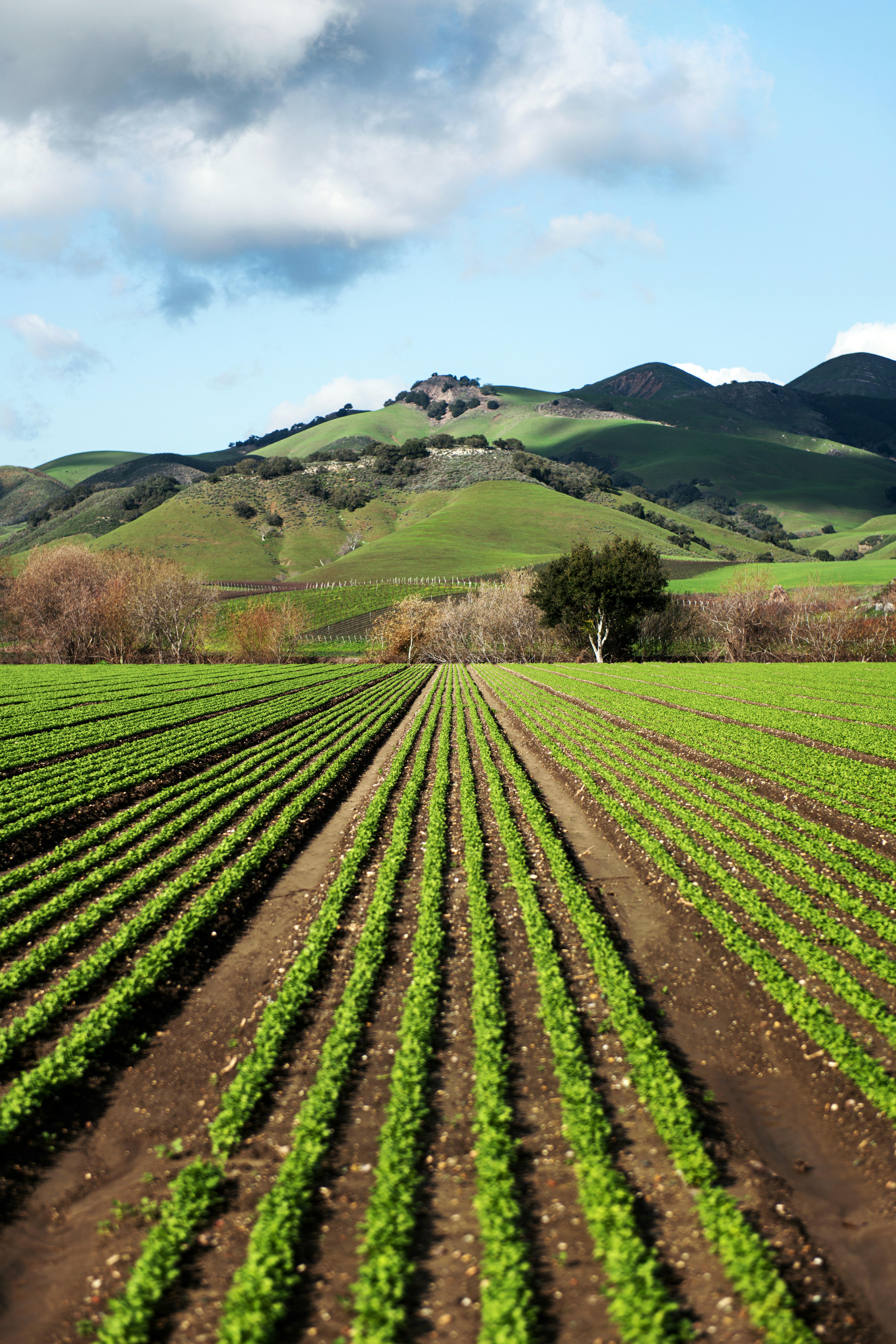 Rows of crops on a Kenyan highland farm